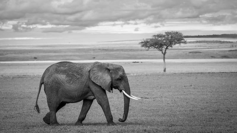 Serengeti National Park, Tanzania